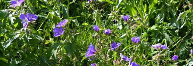 Geranium sylvaticum  -  géranium des bois