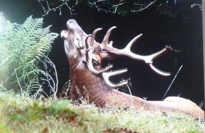 'Le roi de la forêt" ...