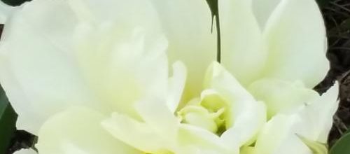 parc floral - tulipes de toutes les couleurs