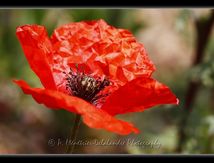 Coquelicots (Papaver rhoeas)
