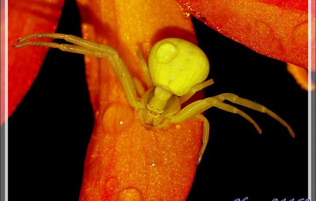 Araignée crabe Thomise variable (Misumena vatia) - Lartigau - Milhas - 31