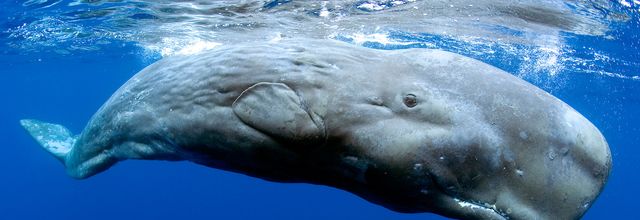 Whales & Dolphins