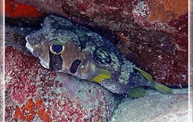 Caché dans un faille : Poisson porc-épic à taches auréolées ou Diodon à taches auréolées, Black-blotched porcupinefish (Diodon liturosus) - Betaniazo - Tsarabanjina - Mitsio - Madagascar
