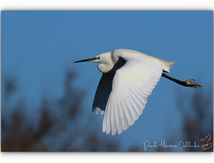 Libre la Dame blanche...