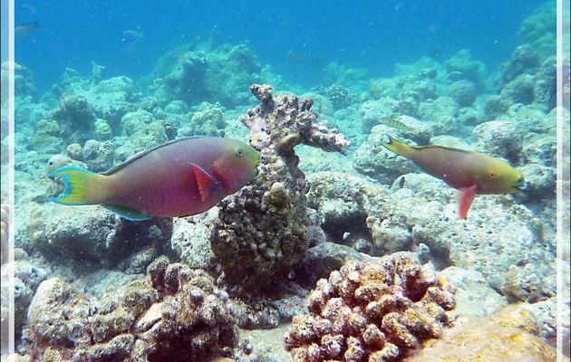 Snorkeling : possible Poisson-perroquet bicolore, Bicolor parrotfish (Cetoscarus ocellatus) - Moofushi - Atoll d'Ari - Maldives