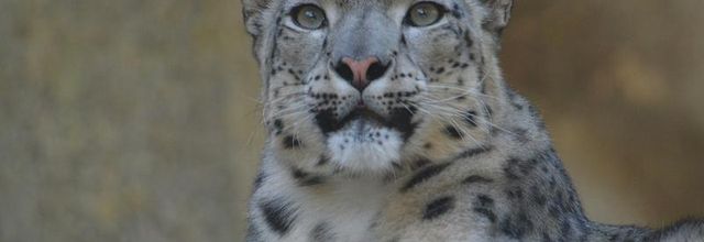 La Ménagerie du Jardin des Plantes : Karu et sa nouvelle compagne