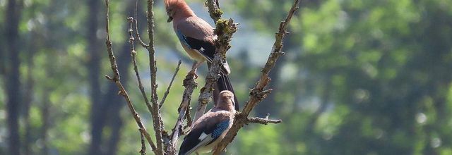 un couple de geai dans les Alpes 