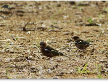 Pinsons des arbres - Fringilla coelebs - Passériformes