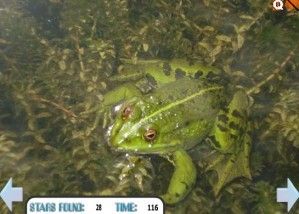 Hidden stars - Summer