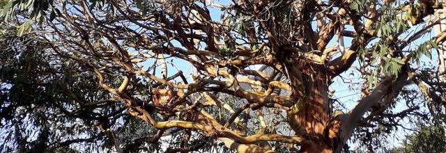 vestiges  d 'hiver 