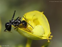 Fourmi (sous famille des formicinae)