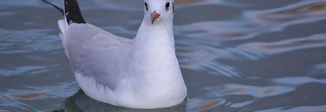 La mouette rieuse du Jardin des Tuileries