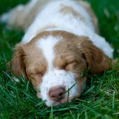 chien puppies 27 - Dessins/Images coup de coeur