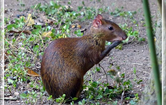 Central American Agouti (Dasyprocta punctata) - Inkaterra Hacienda Concepcion - Puerto Maldonado - Pérou
