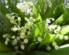 Muguet, rends-moi gai !