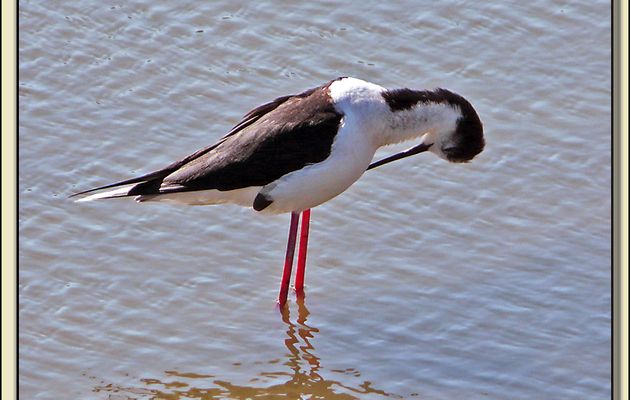 Echasse blanche - La Couarde-sur-Mer - Ile de Ré - 17