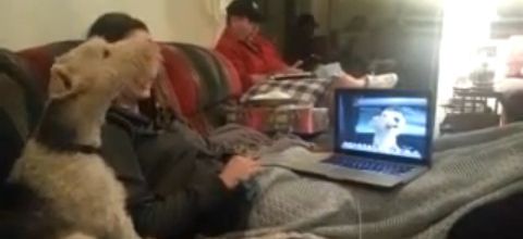 Ces deux chiens ont une discussion par Skype