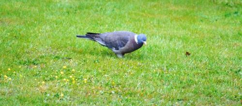 Pigeon