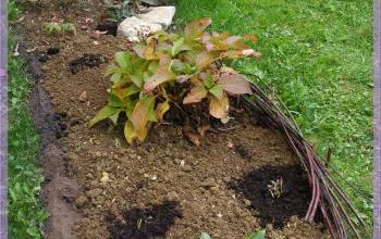 Suite des plantation