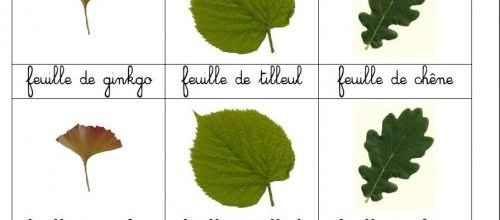 Les feuilles près de l'école...
