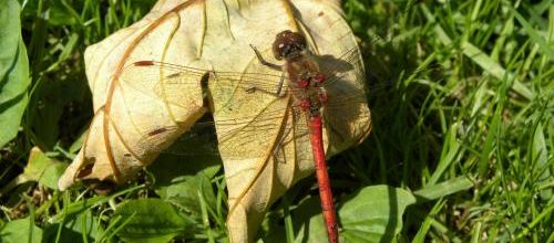 Demoiselle