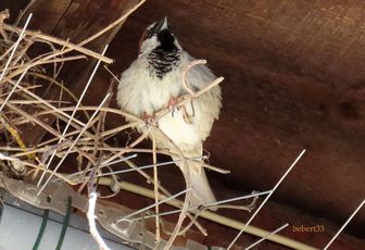 un oiseau qui ... et des fleurs 