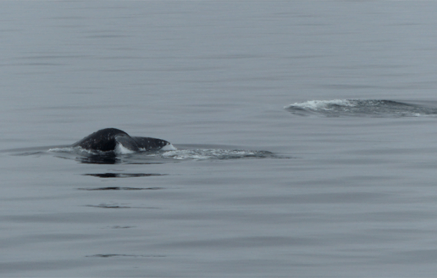 Lors de notre navigation entre Smoking Hills et Herschel Island (Yukon), nous rencontrons une rare baleine grise, Grey whale (Eschrichtius robustus) accompagnée de son baleineau - Canada