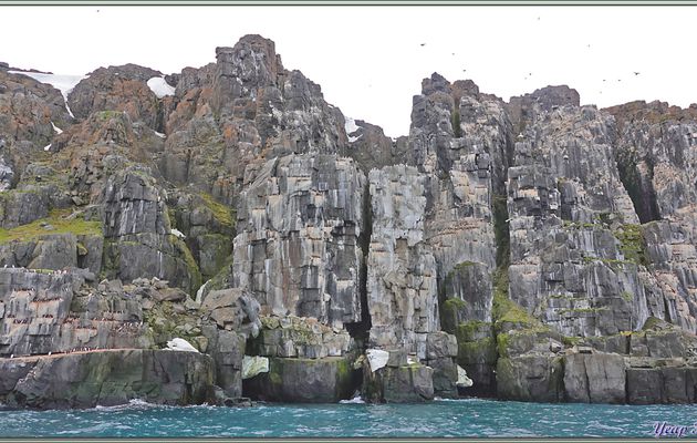 Une zone particulièrement très découpée des falaises d'Alkefjellet avec ses Guillemots de Brünnich - Spitzberg - Svalbard - Norvège