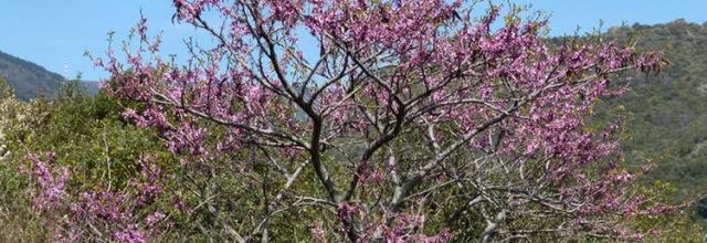 Cercis siliquastrum  -  arbre de Judée