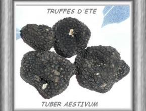 Première truffe pour Must