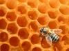 VOTEZ pour les ABEILLES