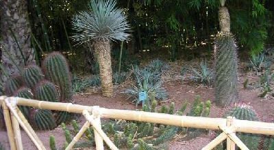 Les cactus