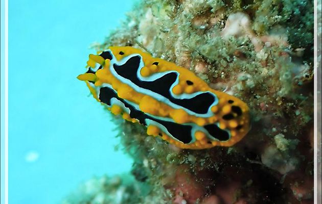 Nudibranche orange, bleu, noir : Phyllidie ocellée,  Ocellated phyllidia (Phyllidia ocellata) - Beangovo - Tsarabanjina - Mitsio - Madagascar