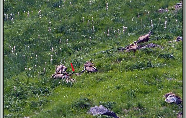 Vautours fauves à la curée (Gyps fulvus) - Vallon d'Esquierry - Oô - 31