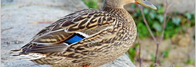 Canard Colvert (2) - Anas platyrhynchos
