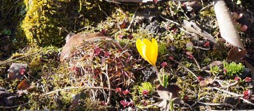 Le retour des crocus