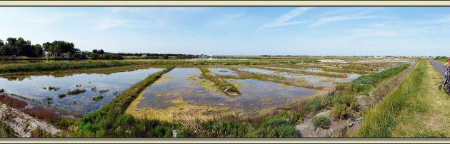 Panorama des marais au Martray (piste cyclable direction Ars) - Ile de Ré - 17