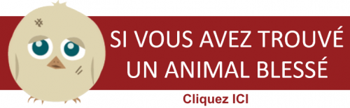 Que faire si vous trouvez un animal blessé 