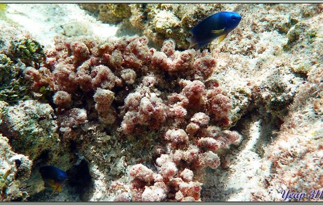 Demoiselle bleue et jaune (Pomacentrus caeruleus) - Bird Island - Seychelles