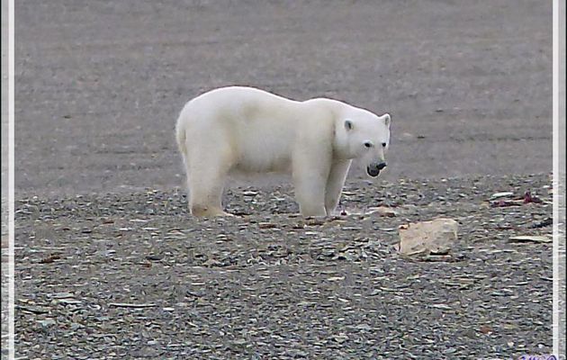 Vers 14 heures, enfin je pars en Zodiac vers l'ours, il n'a pas bougé d'un poil et mange toujours (Polar bear) - Creswell Bay - Somerset Island - Nunavut - Canada