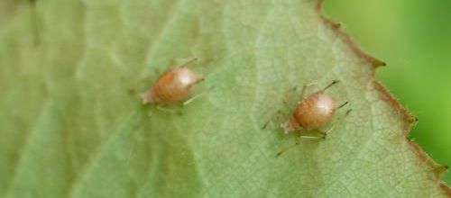 J'ai des pucerons dans mon jardin lala la !