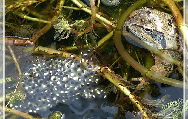 Ponte toute fraîche de grenouille rousse (Rana temporaria) - Lartigau - Milhas - 31