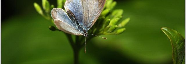 Azuré des Nerpruns (1) - Celestrina argiolus