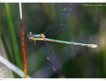 Leste viridis (Leste vert)