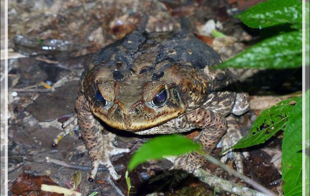 Crapaud buffle (Rhinella marina) - Inkaterra Hacienda Concepcion - Puerto Maldonado - Pérou