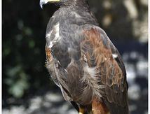 Buse de Harris - Parabuteo unicinctus - Harris's Hawk