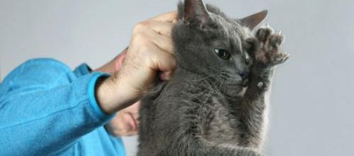 Faut-il gronder son chat 