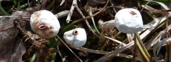 Tulostoma brumale   -   tulostome des brumes