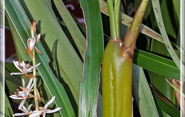 Mini orchidée inconnue : un petit bulbe ramené du Népal en 1996, il s'est multiplié, a fleuri cette année après avoir été éclairci et transplanté (photos au smartphone)