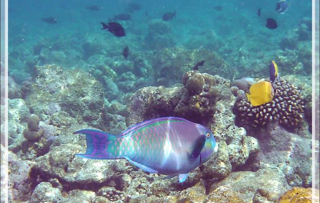 Snorkeling : Poissons-perroquets - Moofushi - Atoll d'Ari - Maldives